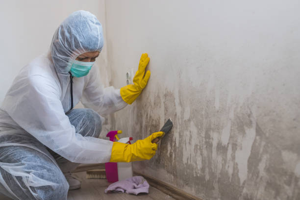 Attic Mold Removal in Kekaha, HI