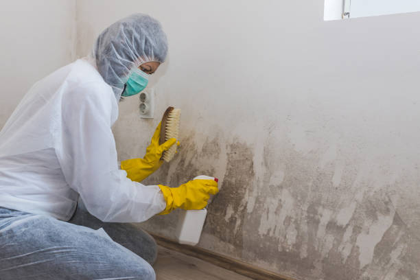 Mold Testing and Removal in Kekaha, HI