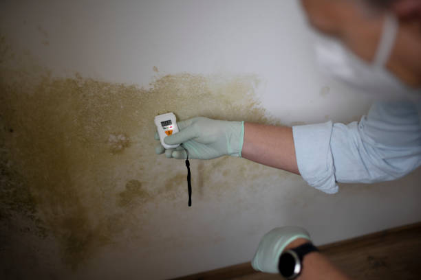 Best Professional Mold Removal  in Kekaha, HI