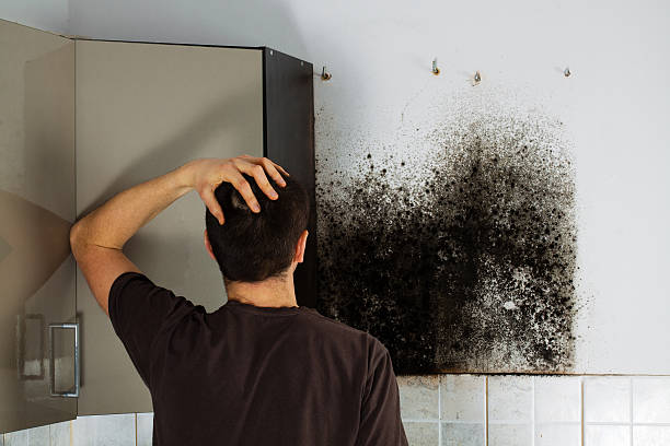 Home Mold Removal in Kekaha, HI